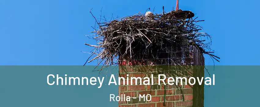  Chimney Animal Removal Rolla - MO