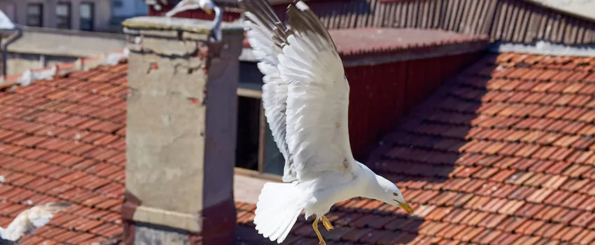 Residential Chimney Animal Removal Solution in Rolla, MO