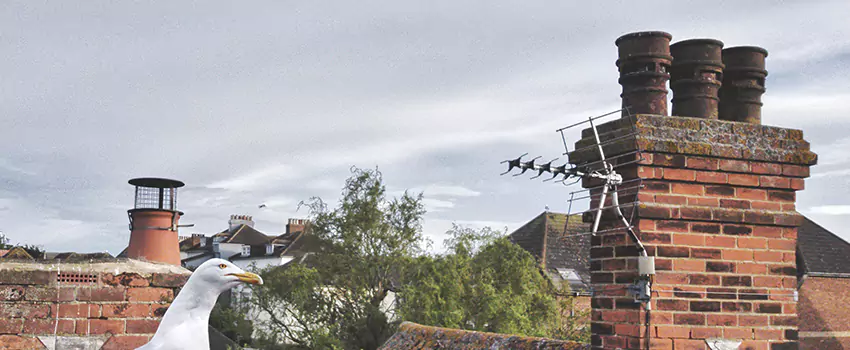 Chimney Cleaning And Restoration in Rolla, Missouri